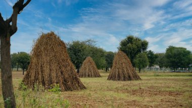 Millet ya da buğday mahsulleri. Ekinler kuruyacak ve hasat için hazır olacak. Tarım endüstrisi kavramı.