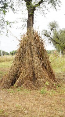 Millet ya da buğday mahsulleri. Ekinler kuruyacak ve hasat için hazır olacak. Tarım endüstrisi kavramı.