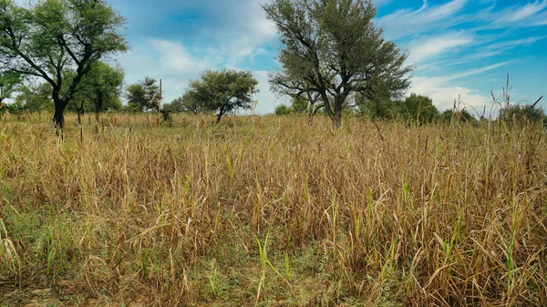 Millet ya da buğday mahsulleri. Ekinler kuruyacak ve hasat için hazır olacak. Tarım endüstrisi kavramı.