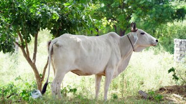 Kızılderili Gircow tarlada ot yiyor.