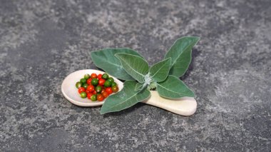 Ashwagandha Kuru Kök Şifalı Bitki ve Taze Yapraklar, Withania Somnifera, Ashwagandha, Indian Ginseng, Poison Gooseberry, veya Winter Cherry olarak da bilinir..