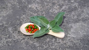 Ashwagandha Kuru Kök Şifalı Bitki ve Taze Yapraklar, Withania Somnifera, Ashwagandha, Indian Ginseng, Poison Gooseberry, veya Winter Cherry olarak da bilinir. Beyaz Arkaplanda İzole Edilmiş.