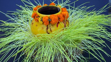 Detox Food Superfood yeşil organik arpa filizleri. Sağlık eğilimi. Taze yeşil organik buğday