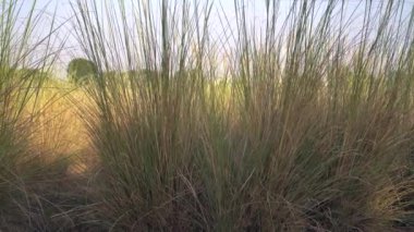 Doğadaki uzun kuru otlar.