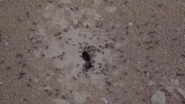 Karıncalar yakın plan. Karınca ailesi. Küçük siyah karıncalar iş başında. Karıncalar karınca yuvasının girişinde avlanıyorlar. Çamur ve küçük taş dokusu. Topraktaki vizon. Termit tepeciğinin yanındaki yeşil çimenler.