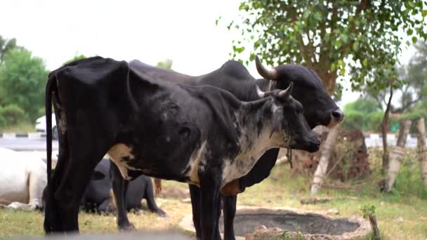 Black Cows Grazing Farm — Stock Video