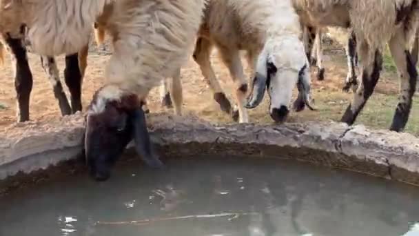 Eine Schafherde Trinkt Frühling Wasser Ufer Des Sees Schafherde Auf — Stockvideo
