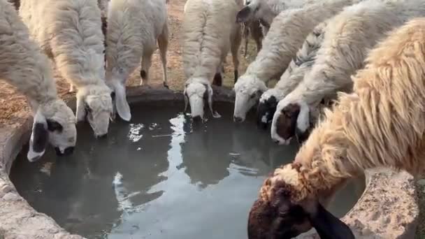Herd Sheep Drinking Water Spring Time Shore Lake Flock Sheep — Stock Video