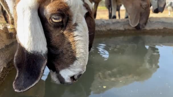 春になると湖岸で羊の群れが水を飲む ウォーターホールの羊の群れ — ストック動画
