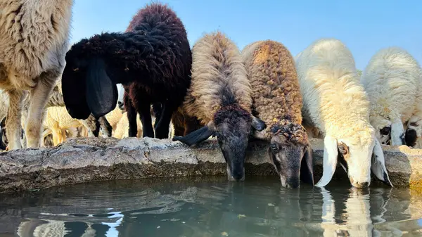 Herd of sheep drinking water in spring time on the shore of the lake. Flock of sheep on a watering hole.