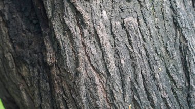Babul Chaal veya Acacia Bark Vachellia, Nilotica kabuğu, Kikar Ki Chaal, Sakız Arapça Ağacı Kabuğu olarak da bilinir.