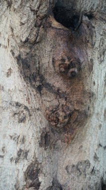 Babul Chaal veya Acacia Bark Vachellia, Nilotica kabuğu, Kikar Ki Chaal, Sakız Arapça Ağacı Kabuğu olarak da bilinir.