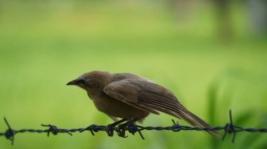 Güzel Orman Geveze Kuş duvarda duruyor. Bilimsel olarak Turdoides striata olarak adlandırılır. Çoğunlukla Hindistan 'ın alt kıtasında bulunur. Halk arasında yedi kız kardeş olarak bilinir.