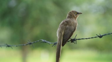 Güzel Orman Geveze Kuş duvarda duruyor. Bilimsel olarak Turdoides striata olarak adlandırılır. Çoğunlukla Hindistan 'ın alt kıtasında bulunur. Halk arasında yedi kız kardeş olarak bilinir.