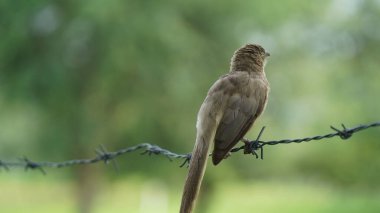 Güzel Orman Geveze Kuş duvarda duruyor. Bilimsel olarak Turdoides striata olarak adlandırılır. Çoğunlukla Hindistan 'ın alt kıtasında bulunur. Halk arasında yedi kız kardeş olarak bilinir.