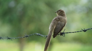 Güzel Orman Geveze Kuş duvarda duruyor. Bilimsel olarak Turdoides striata olarak adlandırılır. Çoğunlukla Hindistan 'ın alt kıtasında bulunur. Halk arasında yedi kız kardeş olarak bilinir.