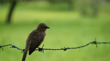 Güzel Orman Geveze Kuş duvarda duruyor. Bilimsel olarak Turdoides striata olarak adlandırılır. Çoğunlukla Hindistan 'ın alt kıtasında bulunur. Halk arasında yedi kız kardeş olarak bilinir.