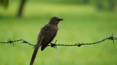 Güzel Orman Geveze Kuş duvarda duruyor. Bilimsel olarak Turdoides striata olarak adlandırılır. Çoğunlukla Hindistan 'ın alt kıtasında bulunur. Halk arasında yedi kız kardeş olarak bilinir.