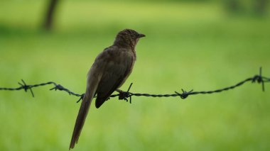Güzel Orman Geveze Kuş duvarda duruyor. Bilimsel olarak Turdoides striata olarak adlandırılır. Çoğunlukla Hindistan 'ın alt kıtasında bulunur. Halk arasında yedi kız kardeş olarak bilinir.