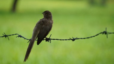 Güzel Orman Geveze Kuş duvarda duruyor. Bilimsel olarak Turdoides striata olarak adlandırılır. Çoğunlukla Hindistan 'ın alt kıtasında bulunur. Halk arasında yedi kız kardeş olarak bilinir.