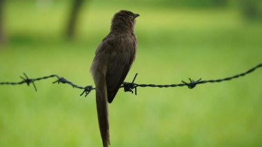 Beautiful Jungle babbler bird standing on wall. Scientifically called as Turdoides striata mostly found in indian subcontinent, popularly known as seven sisters clipart