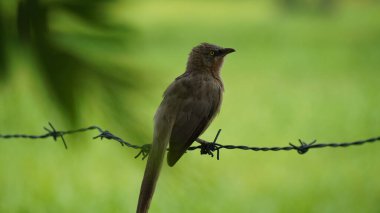 Güzel Orman Geveze Kuş duvarda duruyor. Bilimsel olarak Turdoides striata olarak adlandırılır. Çoğunlukla Hindistan 'ın alt kıtasında bulunur. Halk arasında yedi kız kardeş olarak bilinir.