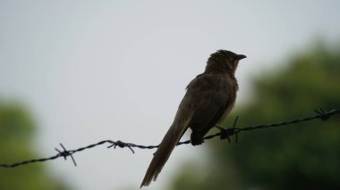 Güzel Orman Geveze Kuş duvarda duruyor. Bilimsel olarak Turdoides striata olarak adlandırılır. Çoğunlukla Hindistan 'ın alt kıtasında bulunur. Halk arasında yedi kız kardeş olarak bilinir.