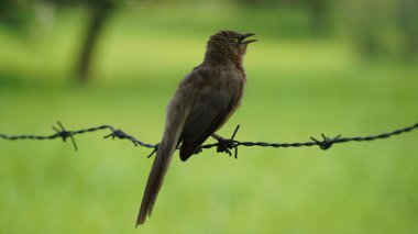 Güzel Orman Geveze Kuş duvarda duruyor. Bilimsel olarak Turdoides striata olarak adlandırılır. Çoğunlukla Hindistan 'ın alt kıtasında bulunur. Halk arasında yedi kız kardeş olarak bilinir.