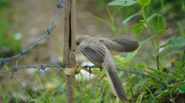 Beautiful Jungle babbler bird standing on wall. Scientifically called as Turdoides striata mostly found in indian subcontinent, popularly known as seven sisters clipart