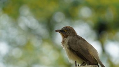 Güzel Orman Geveze Kuş duvarda duruyor. Bilimsel olarak Turdoides striata olarak adlandırılır. Çoğunlukla Hindistan 'ın alt kıtasında bulunur. Halk arasında yedi kız kardeş olarak bilinir.
