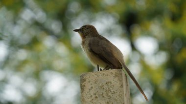 Beautiful Jungle babbler bird standing on wall. Scientifically called as Turdoides striata mostly found in indian subcontinent, popularly known as seven sisters clipart