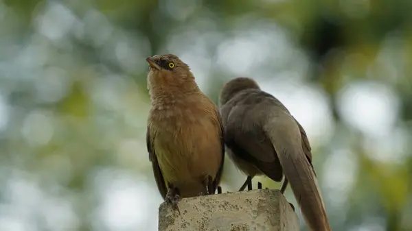 stock image Beautiful Jungle babbler bird standing on wall. Scientifically called as Turdoides striata mostly found in indian subcontinent, popularly known as seven sisters