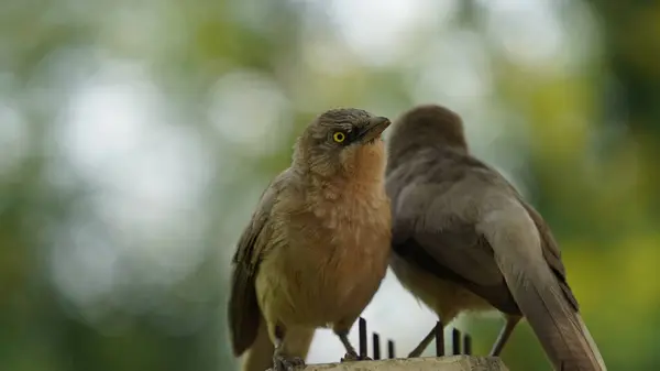 stock image Beautiful Jungle babbler bird standing on wall. Scientifically called as Turdoides striata mostly found in indian subcontinent, popularly known as seven sisters