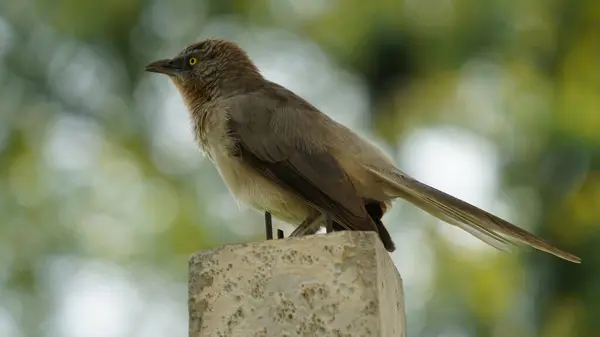 Stock image Beautiful Jungle babbler bird standing on wall. Scientifically called as Turdoides striata mostly found in indian subcontinent, popularly known as seven sisters