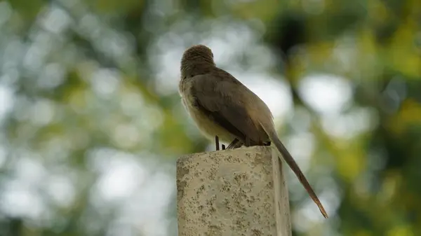 stock image Beautiful Jungle babbler bird standing on wall. Scientifically called as Turdoides striata mostly found in indian subcontinent, popularly known as seven sisters