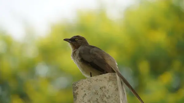 stock image Beautiful Jungle babbler bird standing on wall. Scientifically called as Turdoides striata mostly found in indian subcontinent, popularly known as seven sisters