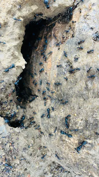 stock image Overhead view of an ant hole plagued by ants entering and leaving it.