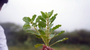 Ayurvedic Gokhru (Tribulus terrestris, Land caltrops, Puncture vine) yeşil bitkisi, Gokhru bitkilerinde yabani dikenli meyveler bulunur. Gökhru ilaç fabrikası (Tribulus terrestris) gokharu bitkisi                               