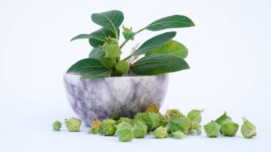 Bağışıklık güçlendirici bitki Withania somnifera, Ashwagandha olarak da bilinir kökleri ve portakal kırmızısı meyveleri yüzlerce yıldır tıbbi amaçlar için kullanılmaktadır.