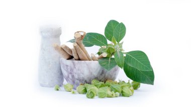 Bağışıklık güçlendirici bitki Withania somnifera, Ashwagandha olarak da bilinir kökleri ve portakal kırmızısı meyveleri yüzlerce yıldır tıbbi amaçlar için kullanılmaktadır.