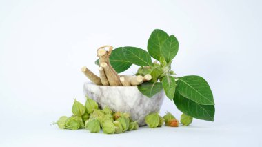 Withania somnifera, genellikle ashwagandha, Hint ginsengi, zehirli Bektaşi üzümü ya da kış kirazı olarak bilinir..