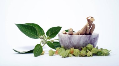 Bağışıklık güçlendirici bitki Withania somnifera, Ashwagandha olarak da bilinir kökleri ve portakal kırmızısı meyveleri yüzlerce yıldır tıbbi amaçlar için kullanılmaktadır.