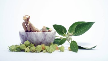 Ashwagandha Kuru Kök Şifalı Bitki ve Taze Yapraklar, Withania Somnifera, Ashwagandha, Indian Ginseng, Poison Gooseberry, veya Winter Cherry olarak da bilinir..