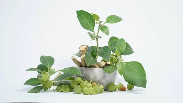 Bağışıklık güçlendirici bitki Withania somnifera, Ashwagandha olarak da bilinir kökleri ve portakal kırmızısı meyveleri yüzlerce yıldır tıbbi amaçlar için kullanılmaktadır.