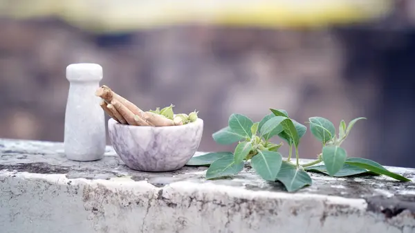 Somnifera bitkisiyle. Ashwagandha (Kış kirazı), Ayurved 'de kullanılan önemli bir şifalı bitkidir. Hint ginsengi otları, kanaje, zehirli bektaşi üzümü. Sağlık Hizmetleri