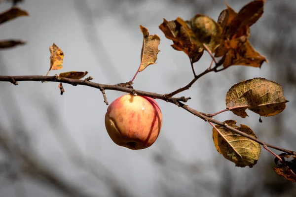 Apple hanging on branch. Old apple and leaves, autumn and winter.