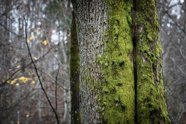 緑の苔で成長している木の樹皮 野生の自然 — ストック写真