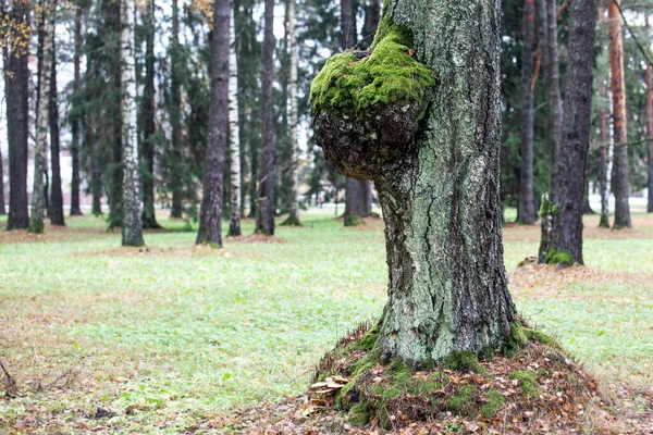 苔で覆われた公園の木の上に大きなバリやバンプ — ストック写真