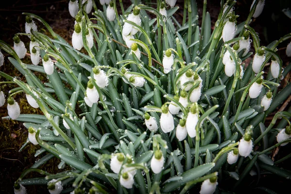 Första Våren Snöfall Blommor Vattendroppar Abstrakt Bakgrund — Stockfoto