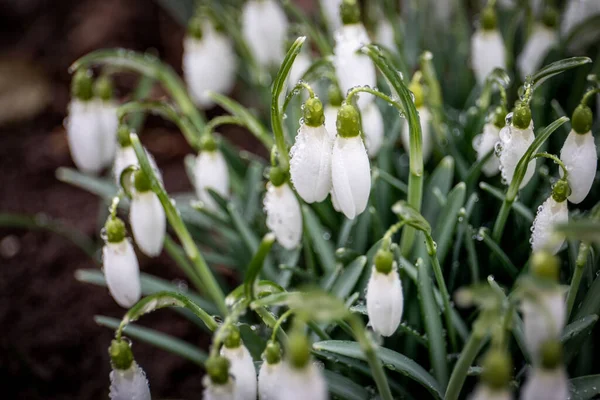 First Spring Snowdrop Flowers Water Drops Garden — Stock Photo, Image